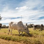 arame-farpado-fortte-belgo-500m-2