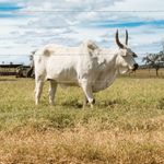 arame-farpado-fortte-belgo-500m-3