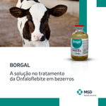 borcal-antibiotico-solucao-no-tratamento-da-onfaloflebite-em-bezerros