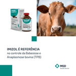 imizol-injetavel-no-controle-da-babesiose-e-anaplasmose-bovina-msd